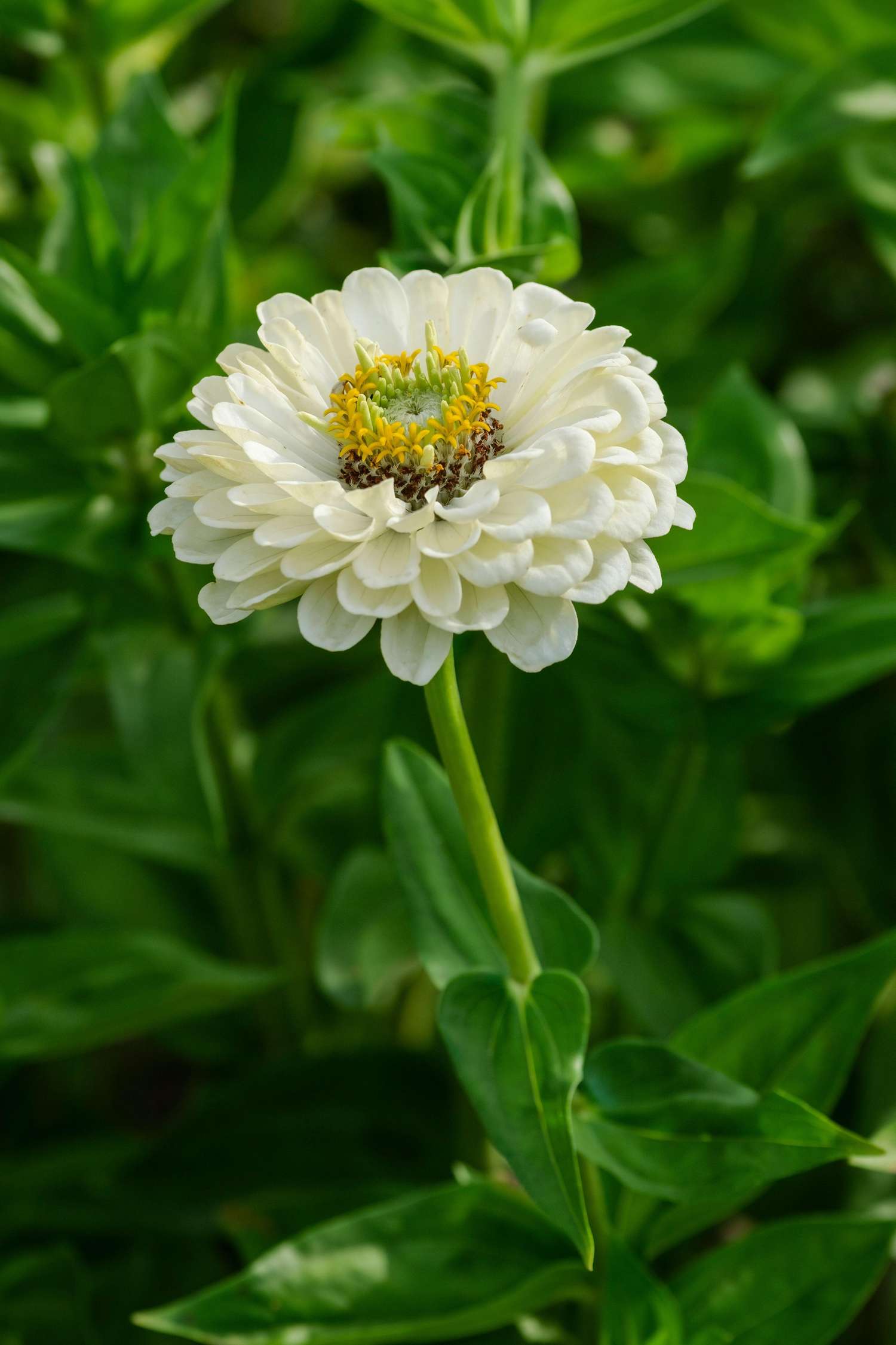 Zinnia 'Benarys Giant White' (graines)